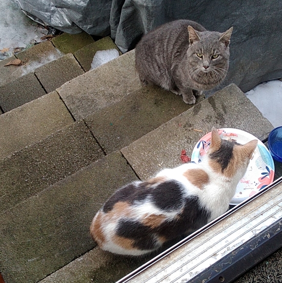 Meet your Posher, Cheyenne - Picture 9 of 9